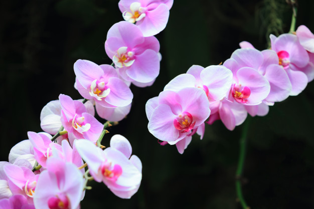 flores de orquidea rosa frescas 46187 505
