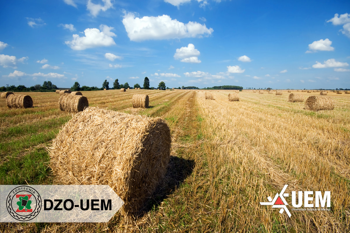 UEM promove Dia de Campo sobre feno e pré-secado em Amaporã