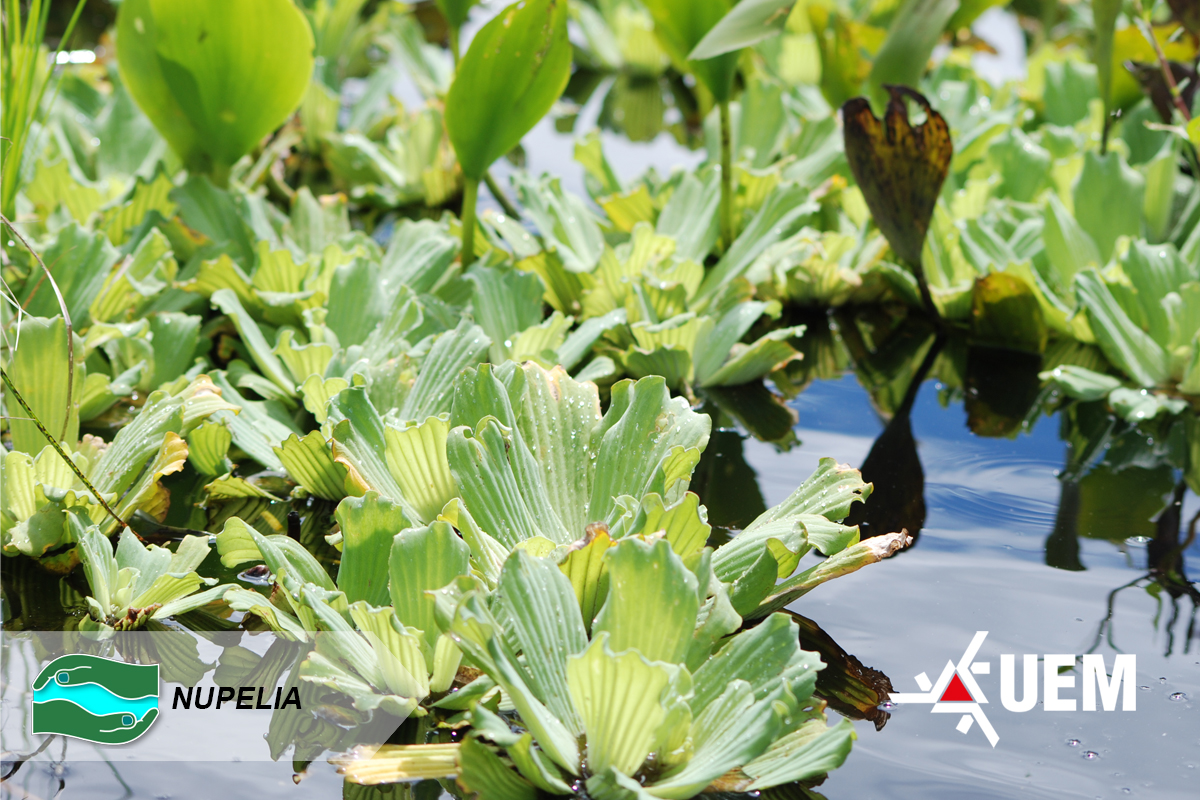 PLANTAS AQUATICAS