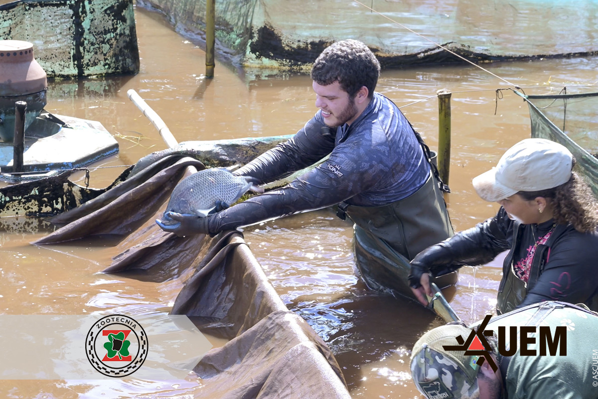 2026 02 05 Peixegen Tilamax Tilapia Piscicultura Floriano18.jpg