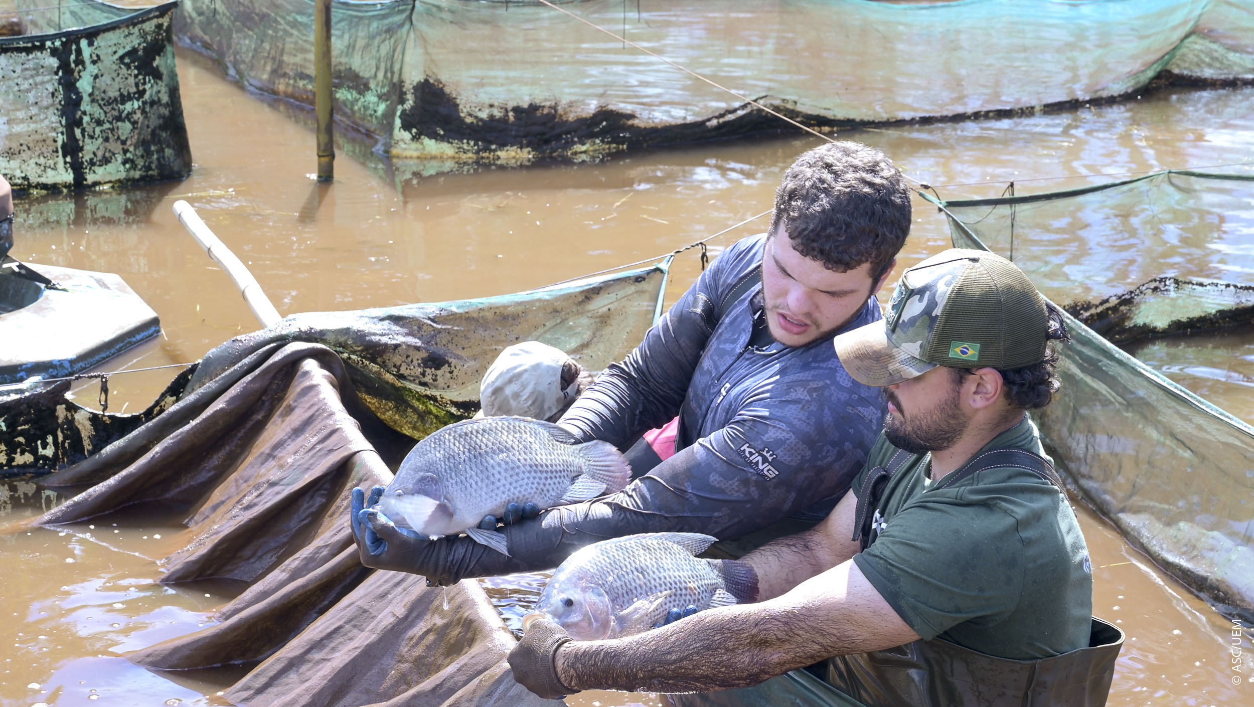 2026 02 05 Peixegen Tilamax Tilapia Piscicultura Floriano28