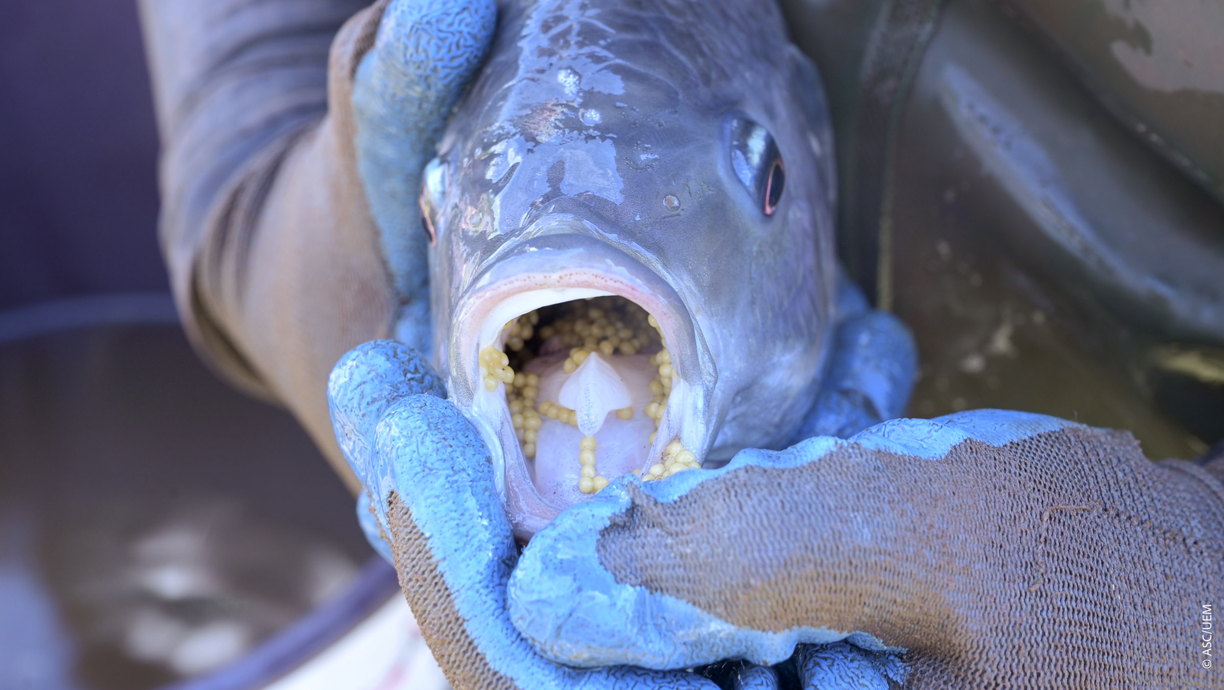 2026 02 05 Peixegen Tilamax Tilapia Piscicultura Floriano32