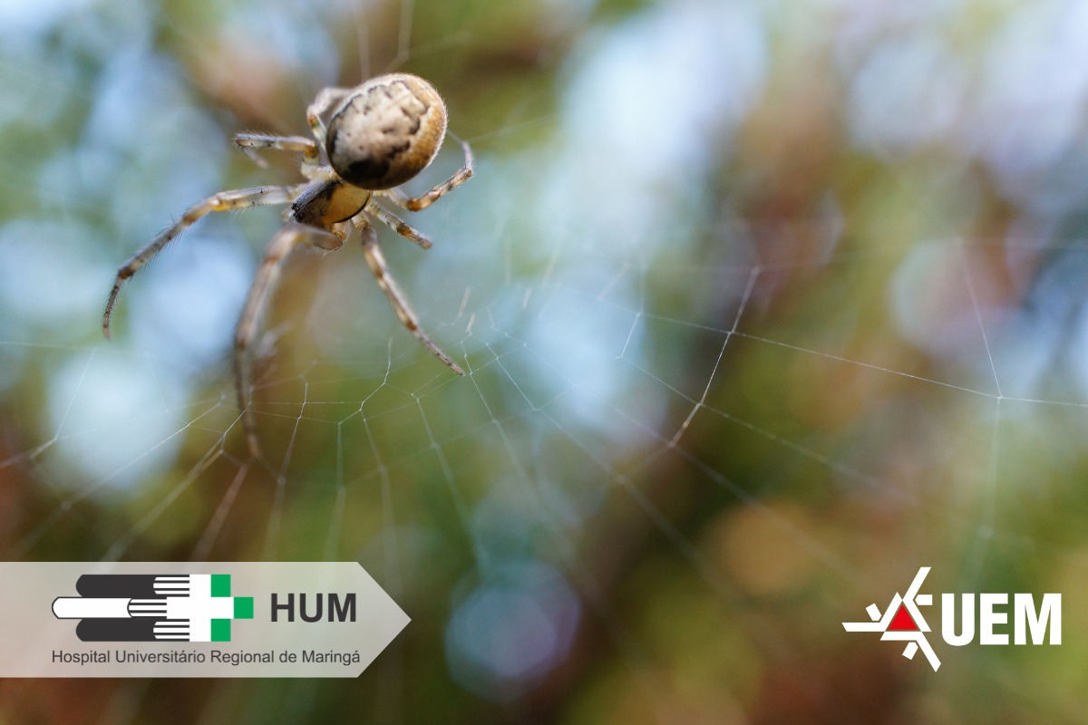 CIATox registra quase 200 casos de ataques de aranhas em 2025