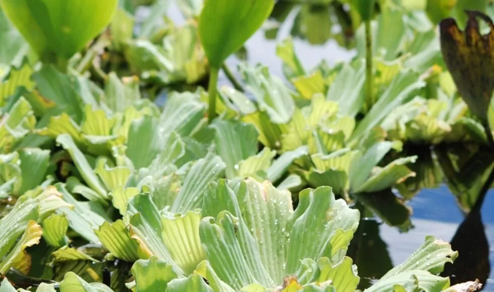 uem-amplia-cooperacao-internacional-